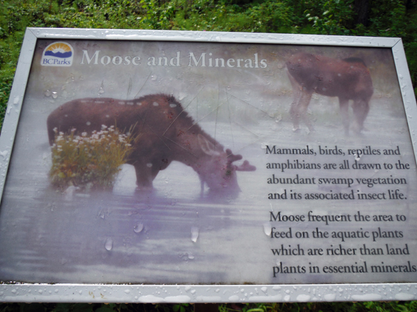 moose sign